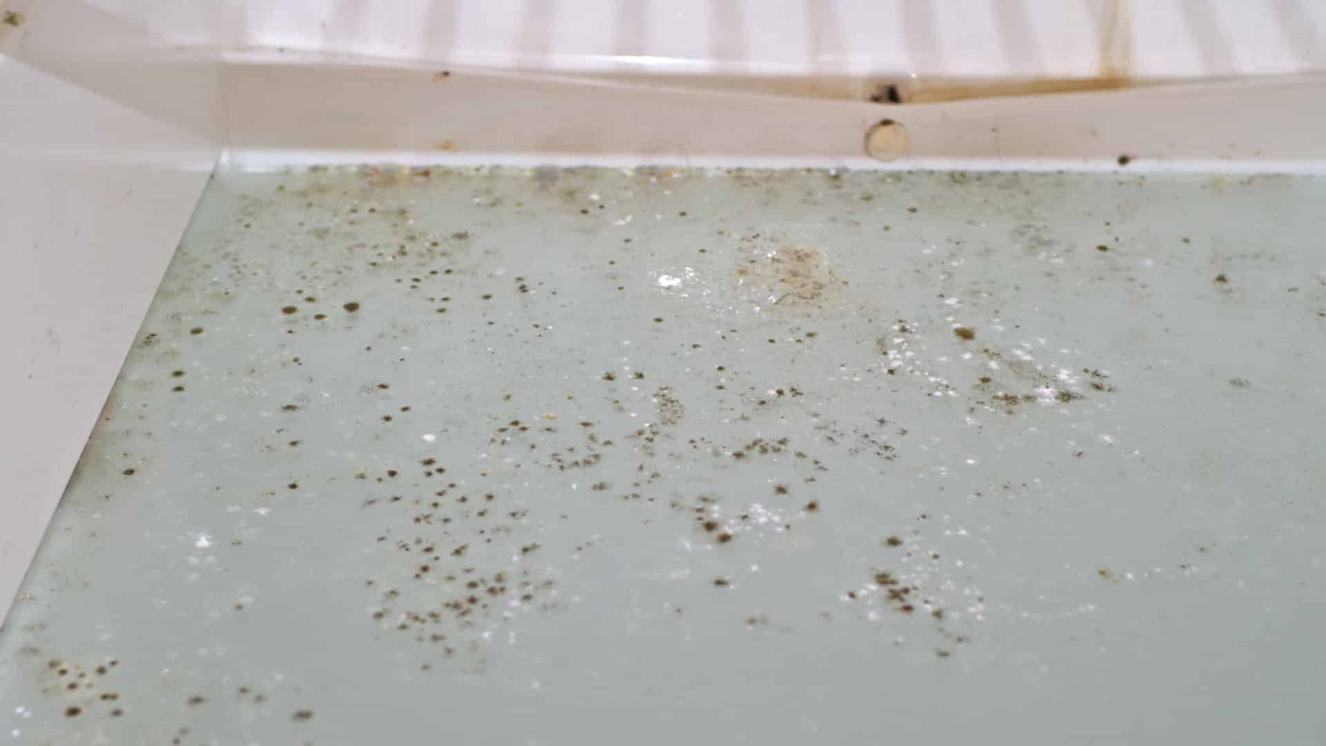 Featured image for “How to Prevent Mold in Your Refrigerator”